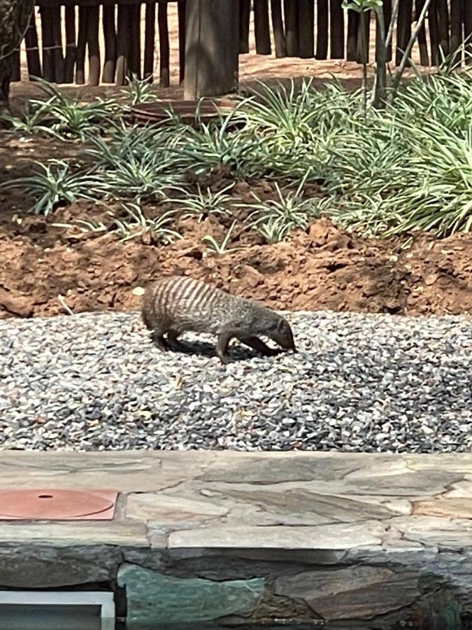 The Cheetah Rest Villa Hoedspruit Buitenkant foto