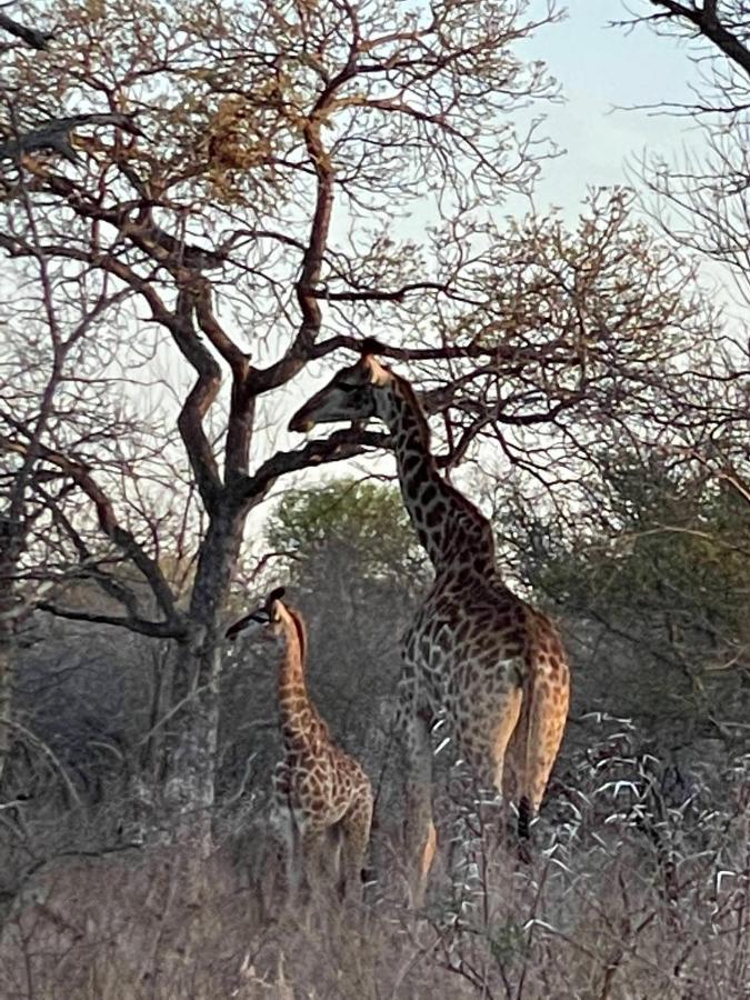 The Cheetah Rest Villa Hoedspruit Buitenkant foto