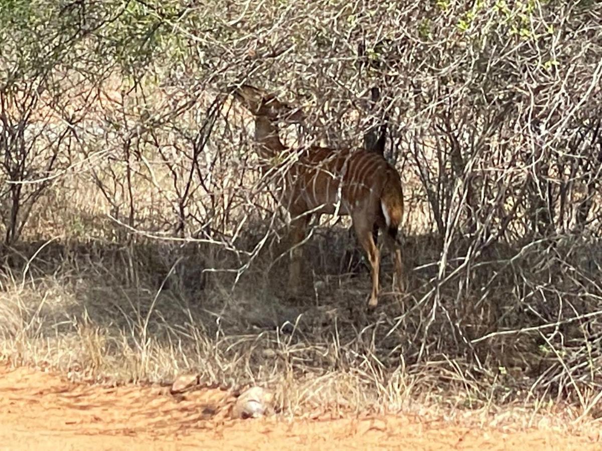 The Cheetah Rest Villa Hoedspruit Buitenkant foto