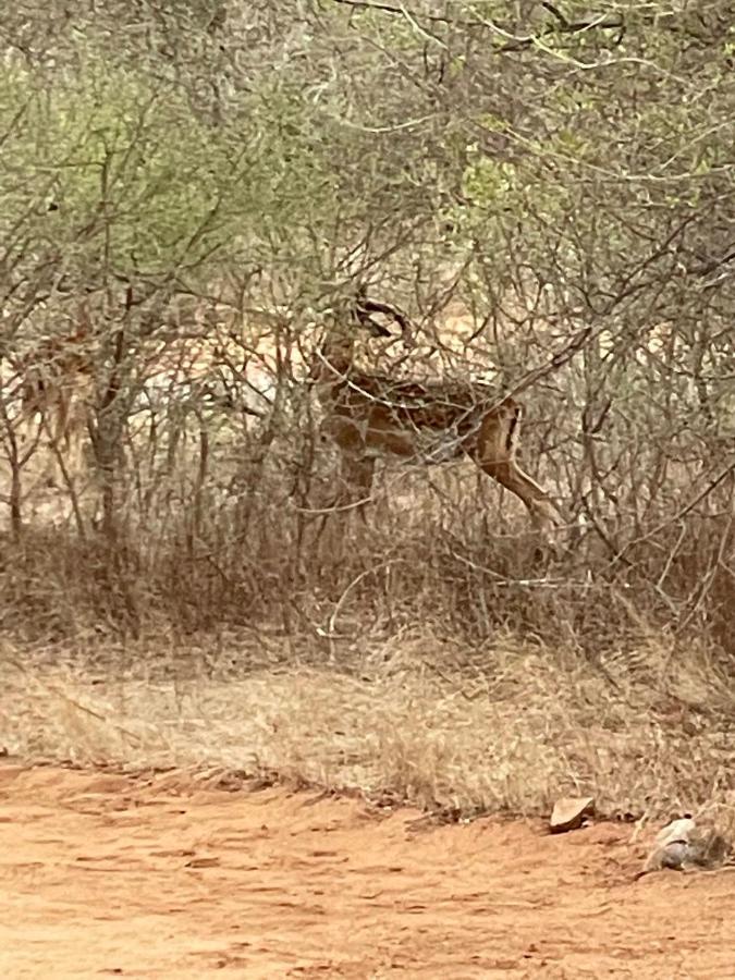 The Cheetah Rest Villa Hoedspruit Buitenkant foto