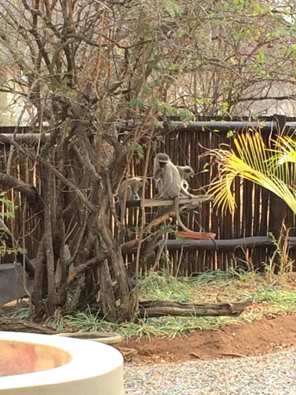 The Cheetah Rest Villa Hoedspruit Buitenkant foto